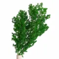 100g Pack / Dark Green