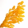 100g Pack / Orange