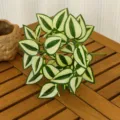 Feuille de Garrulax Verte / Diamètre env. 25cm