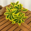 Schefflera Jaune / Diamètre environ 35cm
