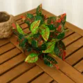 Feuille de Croton / Diamètre env. 25cm