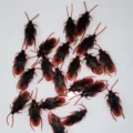 Scarafaggio Simulato