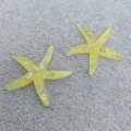 Large Yellow Starfish
