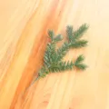 7 Prongs 3D PE Leaf