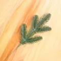 5 Prongs Half Side Leaf