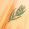 Fine Willow Leaf