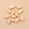 Hollow Oleander Seed (PJ-412-1)