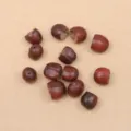 Nutmeg Seed (PJ-412-1)