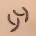 Gleditsia Pod (PJ-412-1)