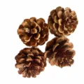Pomme de Pin