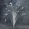 Herbe de Paon à 40 Têtes / Blanc
