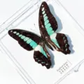 Papillon Bouteille Bleue / Style Adhésif (Produit Fini Simple)