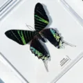 Papillon Lune / Style Adhésif (Produit Fini Simple)