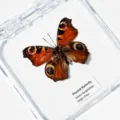 Papillon Paon du Jour / Style Adhésif (Produit Fini Simple)