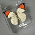 Great Orange Tip Butterfly / Adhesive Style (Simple Finished)
