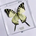 Papillon Vert / Style Adhésif (Produit Fini Simple)