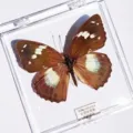 White-Spotted Butterfly / Adhesive Style (Simple Finished)