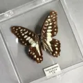 Commander Blue Bottle Butterfly / Adhesive Style (Simple Finished)