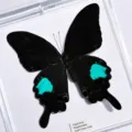 Papillon Paon de Paris / Style Adhésif (Produit Fini Simple)