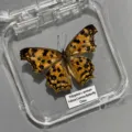 Papillon Virgule Asiatique / Style Adhésif (Produit Fini Simple)