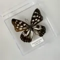 Papillon Circé / Style Adhésif (Produit Fini Simple)