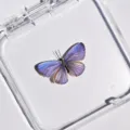 Papillon Bleu Précieux / Style Adhésif (Produit Fini Simple)