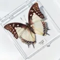 Grand Papillon à Deux Queues / Style Adhésif (Produit Fini Simple)