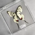 Papillon Sericinus Montelus / Style Adhésif (Produit Fini Simple)