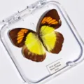 Papillon Orange-Jaune / Style Adhésif (Produit Fini Simple)