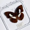 Papillon Croissant / Style Adhésif (Produit Fini Simple)