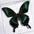 Papillon Paon à Bande Verte / Style Adhésif (Produit Fini Simple)