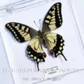 Papillon Machaon / Style Adhésif (Produit Fini Simple)
