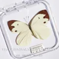 Papillon Dragon Volant / Style Adhésif (Produit Fini Simple)