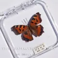 Papillon Petite Tortue / Style Adhésif (Produit Fini Simple)