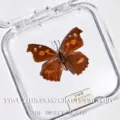 Papillon Échancré / Style Adhésif (Produit Fini Simple)