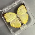 Papillon Émigré Citron de Taiwan / Style Adhésif (Produit Fini Simple)