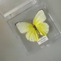 Papillon Émigré du Yunnan / Style Adhésif (Produit Fini Simple)