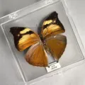 Papillon Feuille de Chêne Rouge / Style Adhésif (Produit Fini Simple)