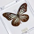 Papillon aux Ailes de Verre / Style Adhésif (Produit Fini Simple)