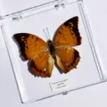 Papillon Charaxes Aristogiton / Style Adhésif (Produit Fini Simple)