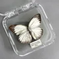 Papillon Mouette Commun / Style Adhésif (Produit Fini Simple)
