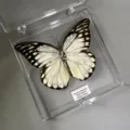 Papillon Blanc Dentelé / Style Adhésif (Produit Fini Simple)