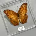 Papillon Croisseur / Style Adhésif (Produit Fini Simple)