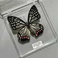 Papillon Circé / Style Adhésif (Produit Fini Simple)