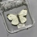 Papillon Piéride du Chou / Style Adhésif (Produit Fini Simple)