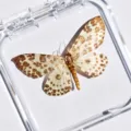 Papillon de Nuit Tacheté / Style Adhésif (Produit Fini Simple)