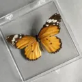 Papillon Petit Monarque / Style Adhésif (Produit Fini Simple)