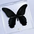 Papillon Spangle / Style Adhésif (Produit Fini Simple)
