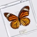 Papillon Tigre Rayé / Style Adhésif (Produit Fini Simple)