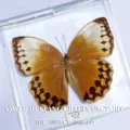 Papillon Reine de la Jungle / Style Adhésif (Produit Fini Simple)